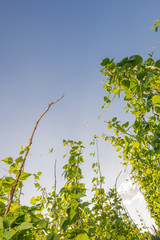 French Beans Orchard
