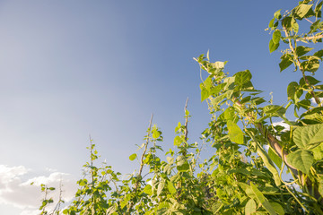 French Beans Orchard