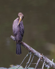 Neotropic cormorant perched in a branch grooming
