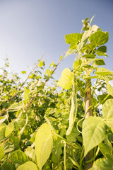 French Beans Orchard