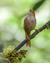 Red-faced spinetail singing on a tree branch