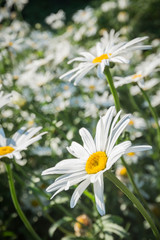 Wild Daisies