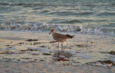 Eine Möwe Seagull Vogel beim Sonnenuntergang am Strand von Florida, Wellen im Hintergrund