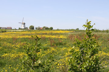 Fototapeta na wymiar summer landscape with windmill, grass, yellow flowers and blue sky
