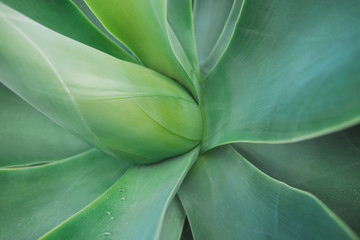 Aloe vera agave plant close up background