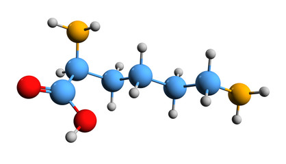 3D image of lysine skeletal formula - molecular chemical structure of amino acid isolated on white background
