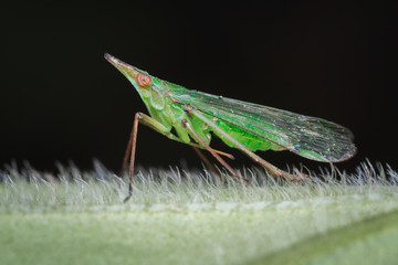 Strange bug on a hairy leaf