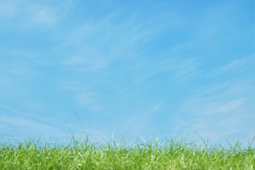Fototapeta na wymiar Spring grass with cloudy sky