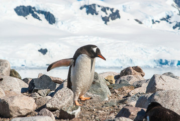 Fototapeta premium Gentoo Penguin, Neko harbour,Antartica