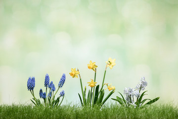 Spring flowers in grass on green defocused background