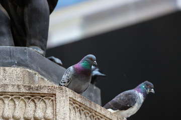 Two pretty colorful pigeons perched on the stone ledge of a statue.
