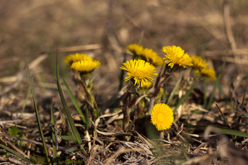 Mother and Stepmother - first yellow early spring flower in the field, among the dry grass. The collection of medicinal plant