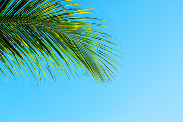 Fototapeta premium Coconut palm leaves beautiful tropical background. Holiday concept.