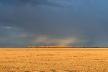 dry field under the autumn evening sky