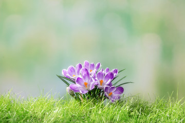 Crocus flower in spring grass on green defocused background