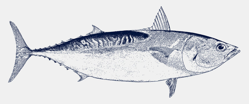 Atlantic Bluefin Tuna Thunnus Thynnus, An Endangered Food Fish