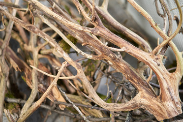 Old snags, whimsical and crooked branches on felled dried tree trunks, lie chaotically in the sunlight, on a warm bright day.