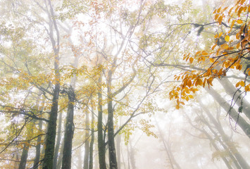 Autumn morning in the misty woods. Magical foggy atmosphere. Autumn tree tops of forest autumn Bottom-up view.