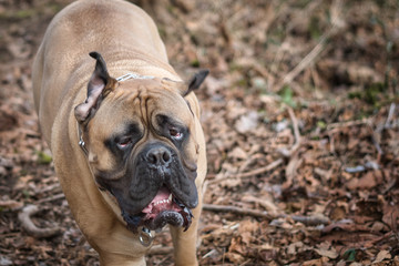 2020-02-25 A TIRED BULL MASTIFF RUNNING IN THE WOODS