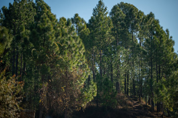 Forest of green pine trees on mountainside, Natural Forest.