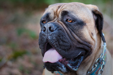 2020-02-25 A CLOSE UP PORTRAIT OF A BULL MASTIFF