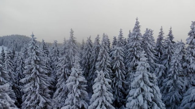 Drone flying above winter pine forest revealing  mountain valley. Aerial landscape snow covered  scene	