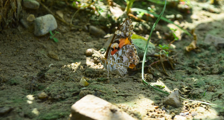 red orange butterfly on flower in garden nature insect animal