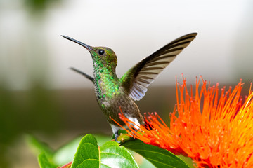 A juvenile Copper-rumped hummingbird feeding on the Combretum flower (Monkey Brush) in a tropical garden.