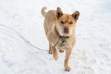 dog on a leash in the snow in winter. horizontal image