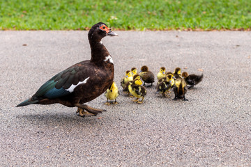 A protected female Muscovy Duck known as a feral backyard or lake bird common to sub urban neighborhoods in South Florida with baby chicks being rescued by the local Coral Springs and Parkland Fire 