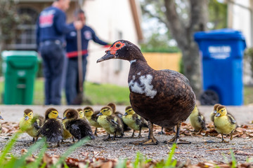A protected female Muscovy Duck known as a feral backyard or lake bird common to sub urban neighborhoods in South Florida with baby chicks being rescued by the local Coral Springs and Parkland Fire 