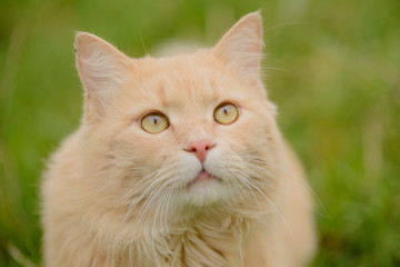 Naklejka na ściany i meble Light red peach fluffy beautiful cat sitting in the grass, portrait