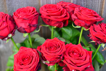 beautiful red roses