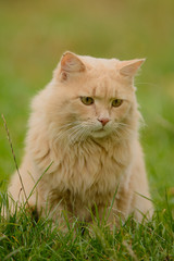 Naklejka na ściany i meble Light red peach fluffy beautiful cat is sitting in the grass, the cat is very sad, portrait