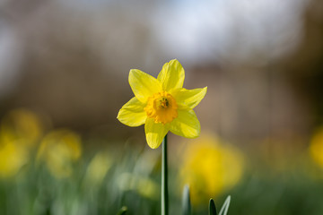 Obraz premium A daffodil in the spring sunshine, with a shallow depth of field