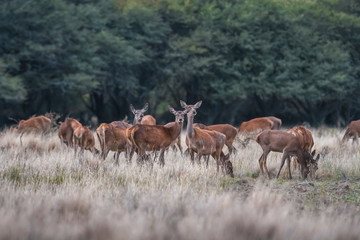 Naklejka na ściany i meble Female Red deer herd in La Pampa, Argentina, Parque Luro Nature Reserve