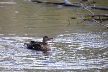 MallardDuckSwim