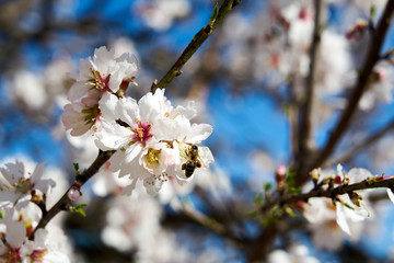 Obraz premium pretty almond blossoms in spring with a bee pollinating