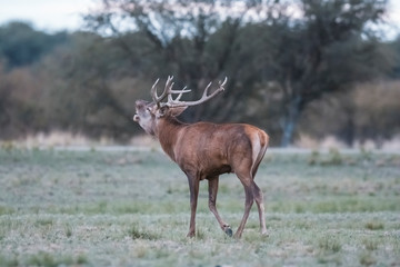 Male Red deer in La Pampa during rutting season., Argentina, Parque Luro Nature Reserve