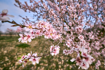 Fototapeta premium pretty almond blossoms in spring