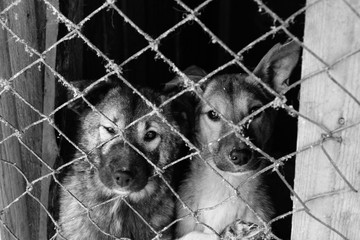 dogs in a cage in a shelter