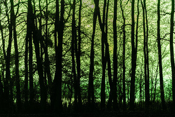 Fototapeta premium Abstract image of dark, green light behind branches. Background of trees, branches with green backlight.