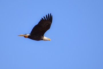 bald eagle, bald eagle flying, bald eagle in tree, big bird, bald eagle soaring