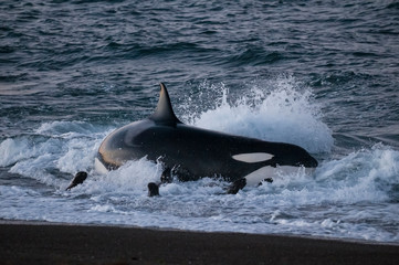 Killer whale hunting sea lions on the paragonian coast, Patagonia, Argentina