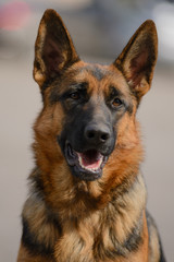 Portrait of a red-haired beautiful show German shepherd