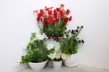 Mix of colorful petunia flowers growing in a white pot