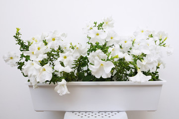 White petunia flower growing in a white pot - obrazy, fototapety, plakaty