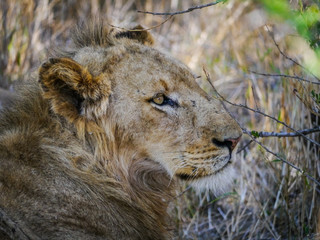 Close-up of a lioness (Leo Panthera) relaxing in the grassland of Krüger Nationalpark
