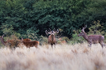 Male Red deer in La Pampa during rutting season., Argentina, Parque Luro Nature Reserve