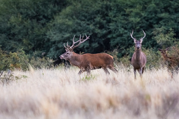 Male Red deer in La Pampa during rutting season., Argentina, Parque Luro Nature Reserve